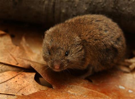 Meadow Vole And Woodland Vole