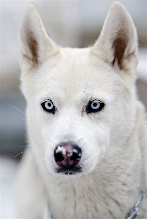 White husky with blue eyes. Pin on Science ABC