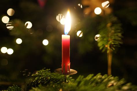 Free Images Branch Light Night Flower Holiday Flame Candle