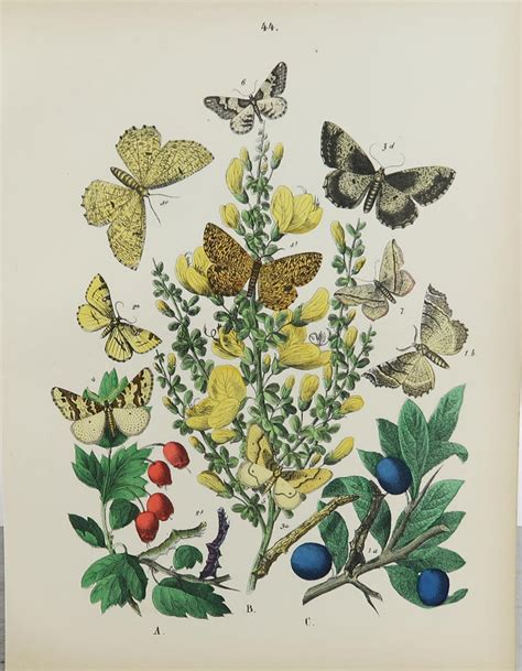 Set Of 15 Original Antique Prints Of Butterflies Circa 1880 For Sale