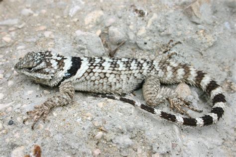 Wild About Texas Crevice Spiny Lizard 12 17 14 Plainview Daily Herald
