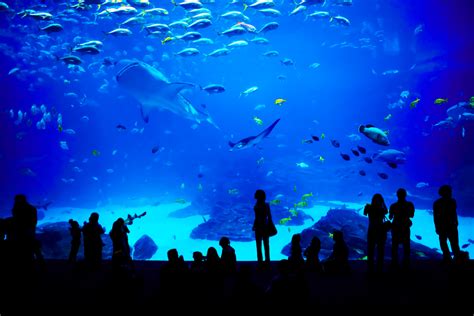 Top Five Aquariums In The Us Usa Today