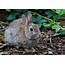 European Rabbit  Wildlife Online
