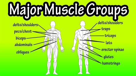 Major Muscle Groups Of The Human Body Keysteps