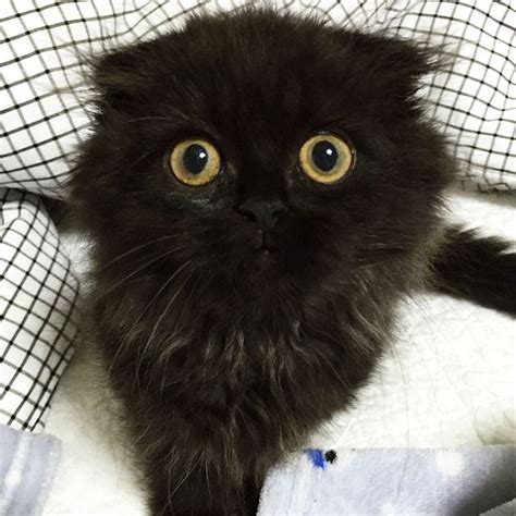 Meet Gimo The Cat With The Biggest Eyes Ever Bored Panda