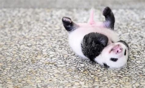 This Cute Baby Panda Cant Turn Herself Over Baby Panda Cute Babies