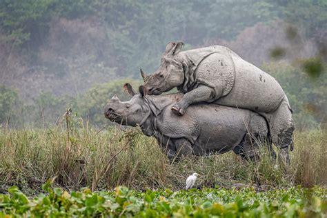 Mating Rhino Pair At Pobitora Wildlife Sanctuary Pixahive