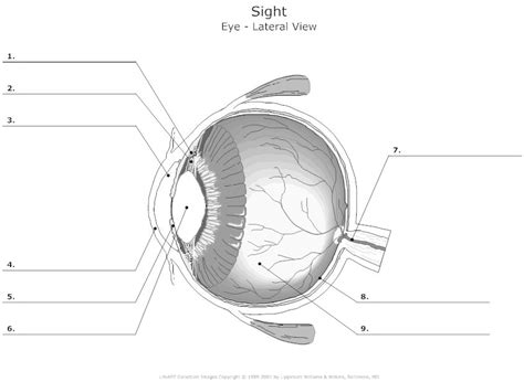 Eye Lateral View Diagram Quizlet