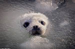 Harp Seals Swimming