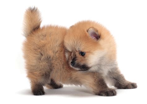 Low maintenance pets include fish, snakes, turtles, and bugs. The 12 Most Talkative Dog Breeds