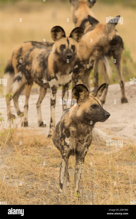 Cape Hunting Dogs Also Known As African Wild Dogs Playing And Hunting