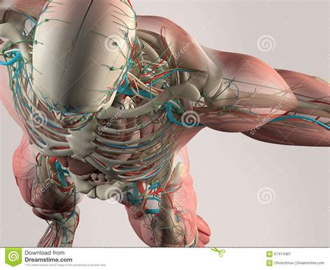 Skeletal, cardiac, and smooth muscle. Human Anatomy Detail Of Chest And Shoulder. Muscle, Arteries. On Plain Studio Background.Human ...