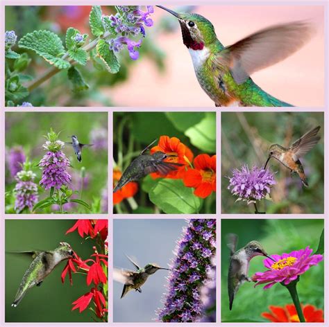 Hummingbird Garden Flower Seed Collection