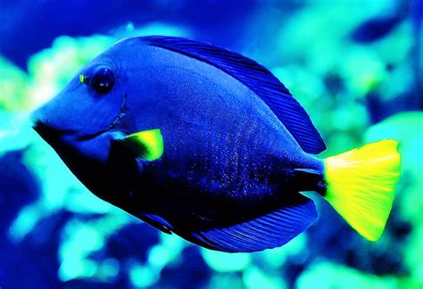 Aquarium Virginia Beach Blue And Yellow Fish Flickr Photo Sharing