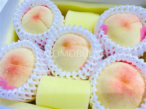 Japanese Shouo Hakuhou White Peach T Box Tokushu Grade — Momobud