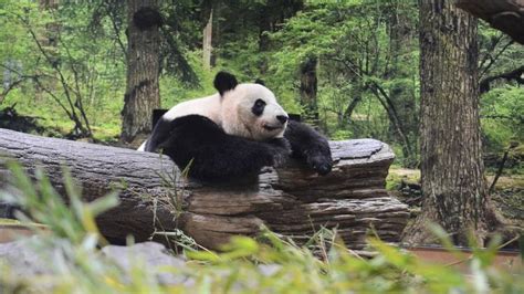 Ueno Zoo Has Opened A New Panda Enclosure That Resembles The Bears Habitat