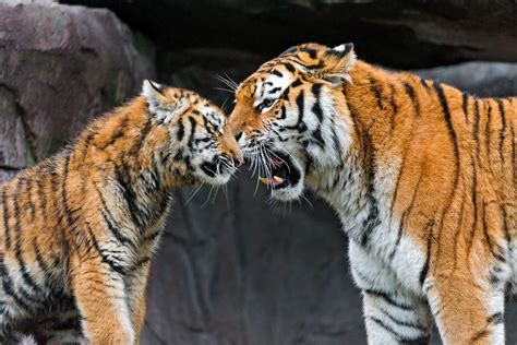 Tiger Tigers Photo 30651731 Fanpop