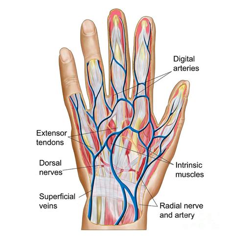 Anatomy Of Back Of Human Hand By Stocktrek Images In 2021 Hand Anatomy Hand Veins Anatomy