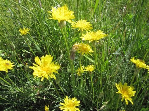 Innie Me Colorado Wildflowers Yellow