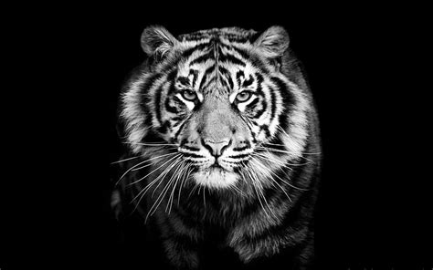 Eyes Of The Tiger Eyes Tiger Predator Glance Hd Wallpaper Pxfuel