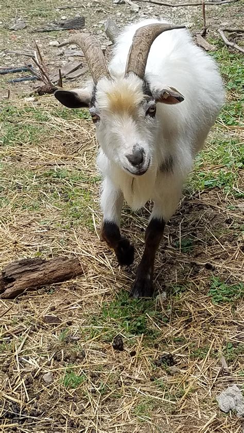 Is It Okay If I Put A Few Pictures Of My Goats On Here Rgoats