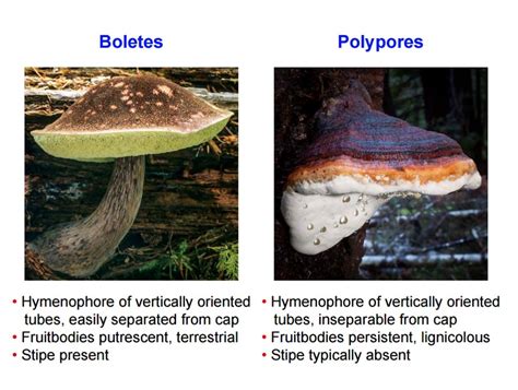 Wild Edible Mushrooms Of Meghalaya You Never Knew About