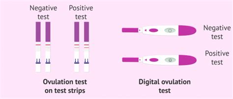Ovulation Tests How Do They Work And What Is Their Purpose