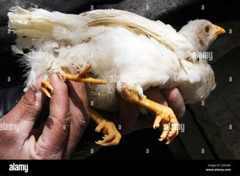 Four legged chicken chicken stunned village hi-res stock photography