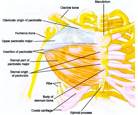 Chest muscle anatomy the pectoralis major muscles also known as the pecs are located on the front of the rib cage and form the major muscles of the chest. 8 Best Chest Exercises for Men to Build 45 inch chest