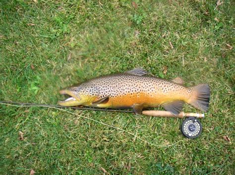 Wild Brown Trout Big Spring Newville Pa Big Spring Brown Trout Fly