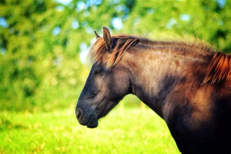 Answers To 20 Common Questions About Horses