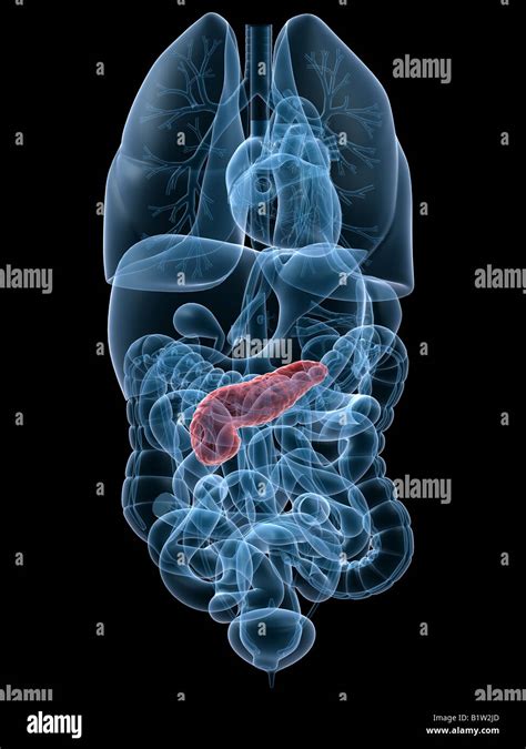 Pancreas And Kidney High Resolution Stock Photography And Images Alamy