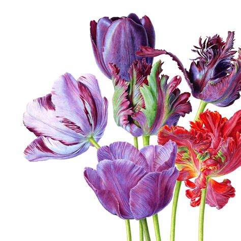 Tulips Botanical Floral Art Botanical Painting Botanical Drawings
