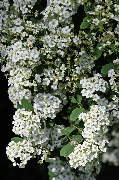 Clustered White Flowers In A Bush A Large Bush On The Side Flickr