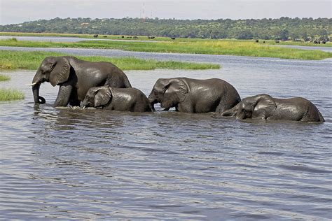 Elephants Crossing Chobe River Photograph By Tony Murtagh