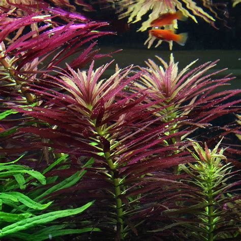 Limnophila Hippuridoides Aquasabi Aquascaping Shop