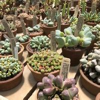 Nice gift shop in huntington. The Huntington Library And Gardens Book And Gift Shop - 8 tips