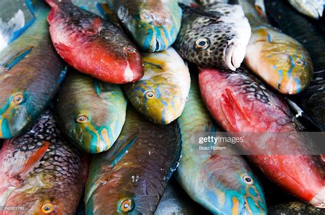 Colorful Edible Fish High Res Stock Photo Getty Images