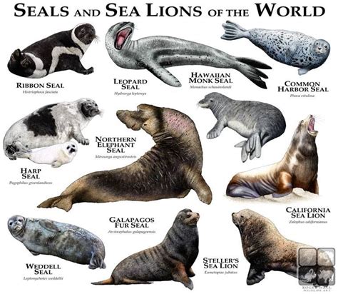 Seals And Sea Lions Of The Worldroger D Halla Scientific