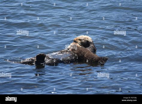 Cute Mother Sea Otter Snuggling With Her Baby Stock Photo Alamy
