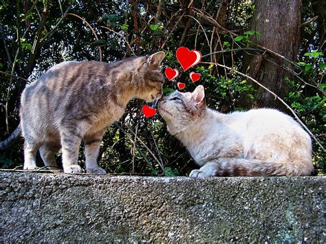 Bisous Kittens Kiss Hd Wallpaper Peakpx