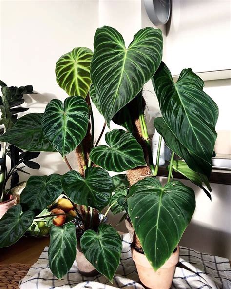 9 Leaf Indoor Plant Indoor Plants
