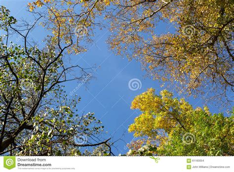 Autumnal Trees And Blue Sky Stock Photo Image Of Park Weather 61160054