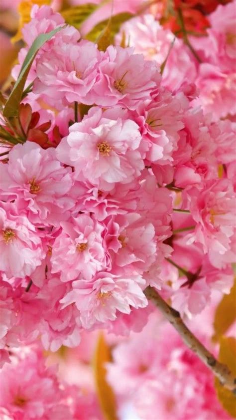4k Hd Wallpaper Cherry Blossom Pink Spring Flowers Обои На
