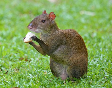 Learn About Nature Agouti Learn About Nature