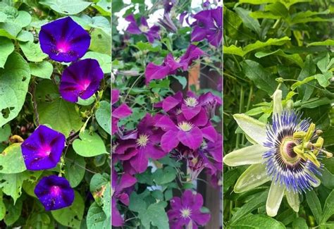 15 Fast Growing Flowering Vines To Elevate Your Garden In No Time