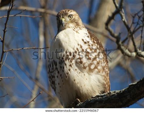 Juvenile Red Tailed Hawk Images Browse 588 Stock Photos And Vectors Free