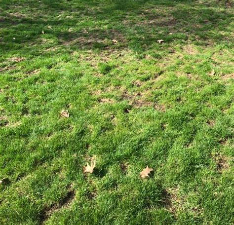When To Treat For Grubs In Your Lawn Lawn Phix