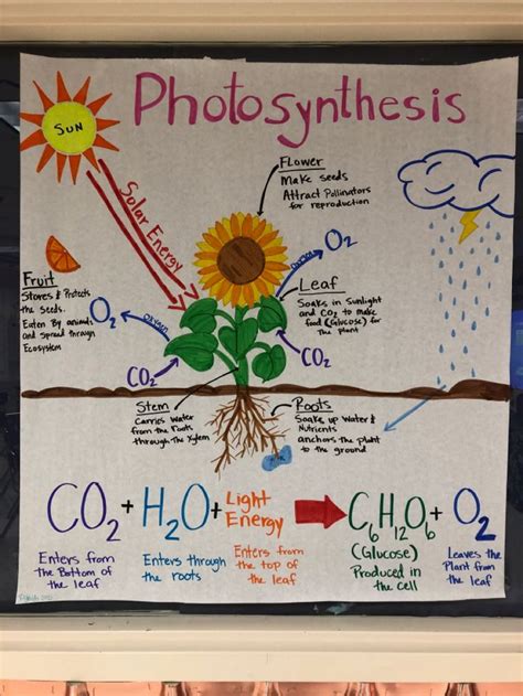 Photosynthesis Anchor Chart Science Projects For Kids Photosynthesis