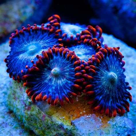Fire And Ice Zoanthids Propagated Under Natural Sunlight At Tidal Gardens